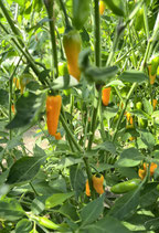 Chili Costeno Amarillo