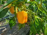 Paprika Afrodita