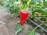 Paprika Roter Augsburger