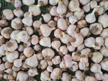 BIO Knoblauch - 100g