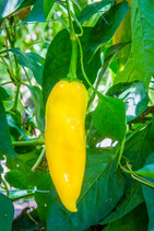 Paprika Corno giallo