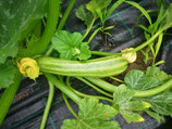 Zucchini Cocozelle v. Tripolis