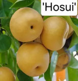 Pyrus - Nashi 'Hosui' 150cm 2 jährige Veredelung C10 *frisch getopft*