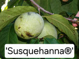 Asimina triloba 'Susquehanna®'  Peterson Pawpaws®