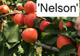 Prunus armeniaca - Aprikose 'Nelson' 150cm 2 j. V. wurzelnackt