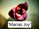 Asimina triloba 'Marias Joy'