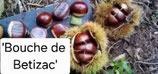 Castanea Hybrid - Esskastanien Hybride 'Bouche de Betizac' 150cm C5 2 j. V.