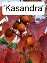 Diospyros 'Kasandra'