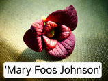 Asimina triloba 'Mary Foos Johnson' 150-170cm  7,5 liter Topf 2 jährige Veredelung
