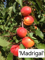 Prunus armeniaca - Aprikose 'Madrigal' 150cm 2 j. V. wurzelnackt