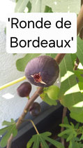 Ficus carica 'Ronde de Bordeaux' 5 liter Topf 50/70cm 1 jähriger Steckling