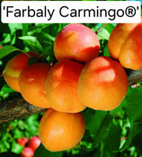 Prunus armeniaca - Aprikose 'Farbaly Carmingo®' 150cm 2 j. V. wurzelnackt