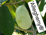 Asimina triloba 'Allegheny®' Peterson Pawpaws® 100-120 cm C5 1. j. V.