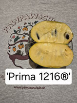 Asimina triloba 'Prima 1216' ® *selbstbestäubend*