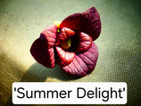 Asimina triloba 'Summer Delight'