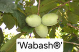 Asimina triloba 'Wabash®'  Peterson Pawpaws®