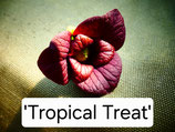Asimina triloba 'Tropical Treat' C5 120-150cm 1 j. V.
