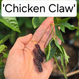 Morus 'Chicken Claw' 2 jähriger Steckling C3 30-50cm