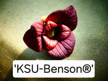 Asimina triloba 'KSU Benson®'