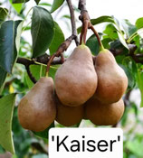 Pyrus - Birne 'Kaiser' 150cm 2 jährige Veredelung C10 *frisch getopft*
