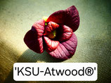 Asimina triloba 'KSU Atwood®'