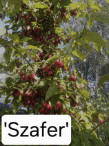 Cornus mas 'Szafer' 5 liter Topf 150cm 3 jährige Veredelung