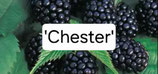 Rubus - Brombeere 'Chester' 100cm C1,2