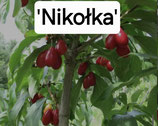 Cornus mas 'Nikolka' 5 liter Topf 150cm 3 jährige Veredelung