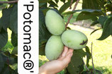 Asimina triloba 'Potomac®' C5 50-70 cm 2 j. V.