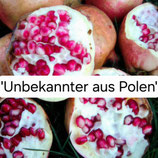 Punica 'Unbekannte aus Polen'