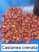 Castanea crenata 2 j. S.