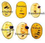 Asimina triloba 'Wabash®'  Peterson Pawpaws®