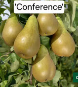 Pyrus - Birne 'Conference' 150cm 2 jährige Veredelung C10 *frisch getopft*