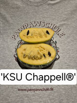 Asimina triloba 'KSU Chappell®'
