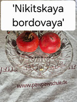 Diospyros 'Nikitskaya bordovaya'