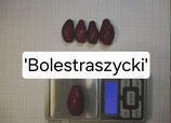 Cornus mas 'Bolestraszycki' C5 3 jährige Veredelung