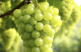 Fruchtaufstrich Traube
