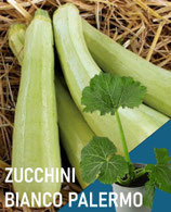 ZUCCHINI WEISSER PALERMO