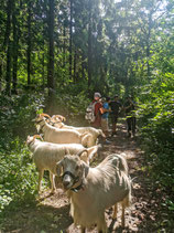 NATUR ERLEBEN MIT DEN WIITT-KASCHMIRZIEGEN IN DER GRUPPE