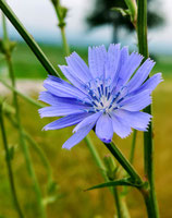 BLUMENWIESENPICKNICK