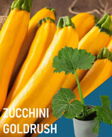 GLOD RUSH - ZUCCHINI GELB
