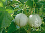 Zuckermelone "Charantais"