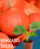 HOKKAIDO SOLOR