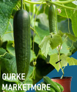 FELDGURKE MARKETMORE