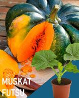 MUSKAT-KÜRBIS FUTSU