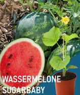 WASSERMELONE "SUGAR BABY"