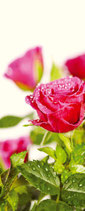 Lesezeichen "ROSE" mit Band