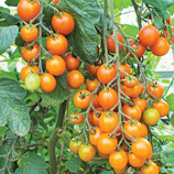 Plant de tomate-cerise orange