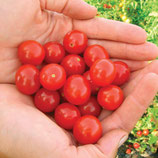 Plant de tomate-cerise rouge