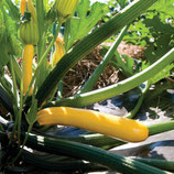 Plant de courgette jaune